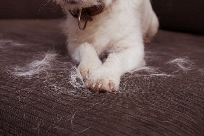 Dog Hair Compressed