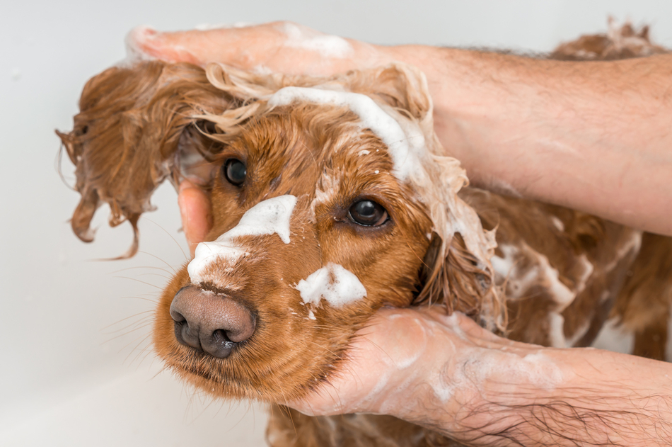 dog wash