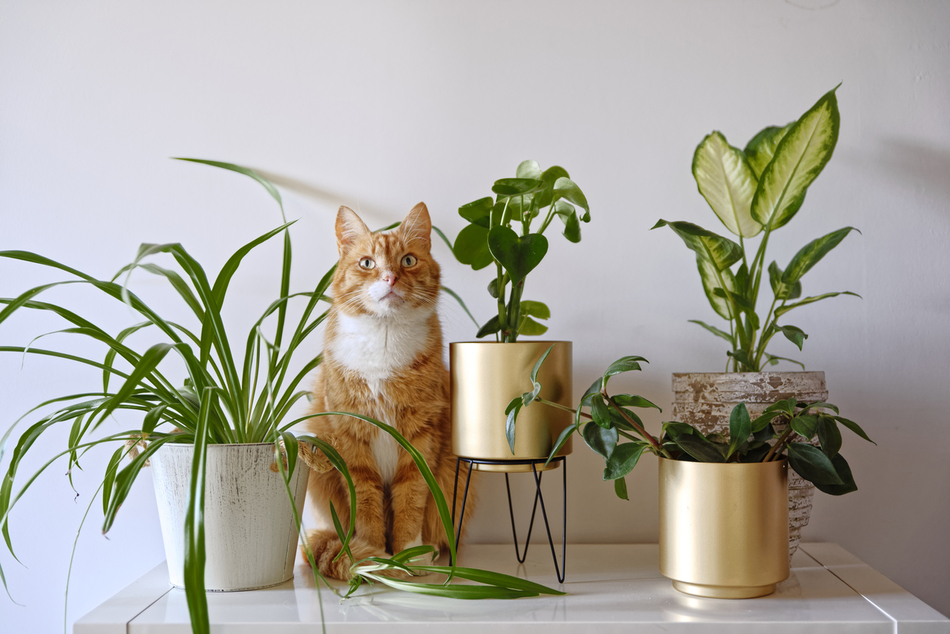 houseplants 