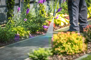 watering flowers 