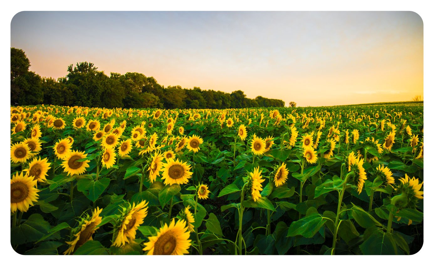 Kansas-States-Banner